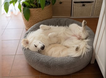 Perla in Zürich sucht neues Zuhause