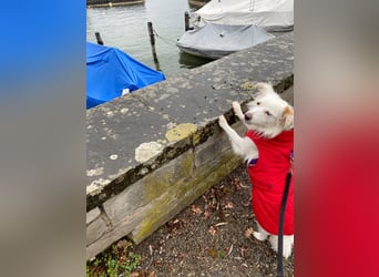 Perla in Zürich sucht neues Zuhause