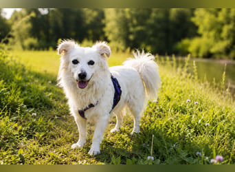 Perla in Zürich sucht neues Zuhause