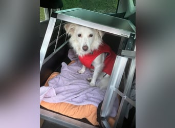 Perla in Zürich sucht neues Zuhause