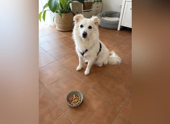 Perla in Zürich sucht neues Zuhause