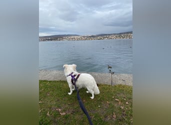 Perla in Zürich sucht neues Zuhause