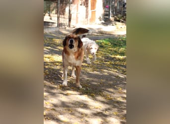 Annita – freundliche Fellnase sucht ihr Glück