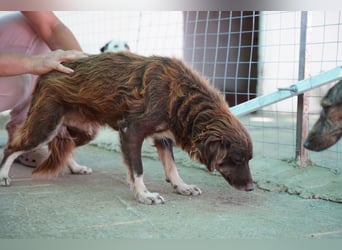 Moka - ruhiger Kokonimix sucht Zuhause