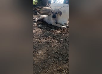 Mimi - Kokoni mix sucht ihr Glück