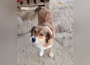 Annita – freundliche Fellnase sucht ihr Glück