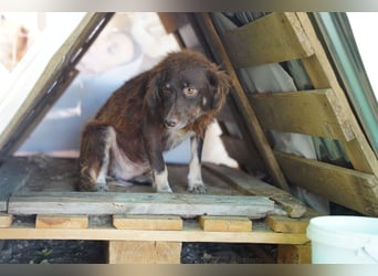 Moka - ruhiger Kokonimix sucht Zuhause