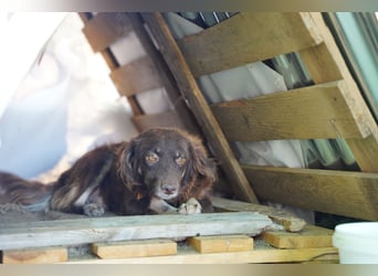 Moka - ruhiger Kokonimix sucht Zuhause