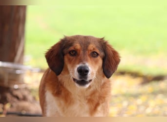 Annita – freundliche Fellnase sucht ihr Glück