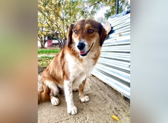 Annita – freundliche Fellnase sucht ihr Glück