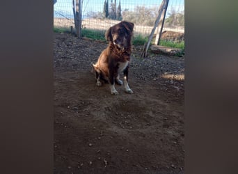 Moka - ruhiger Kokonimix sucht Zuhause