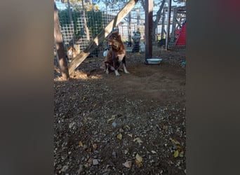 Moka - ruhiger Kokonimix sucht Zuhause