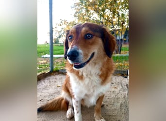 Annita – freundliche Fellnase sucht ihr Glück