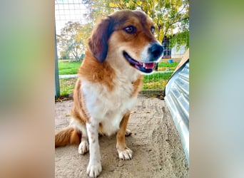 Annita – freundliche Fellnase sucht ihr Glück