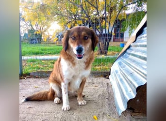 Annita – freundliche Fellnase sucht ihr Glück