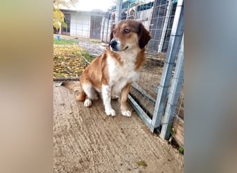 Annita – freundliche Fellnase sucht ihr Glück