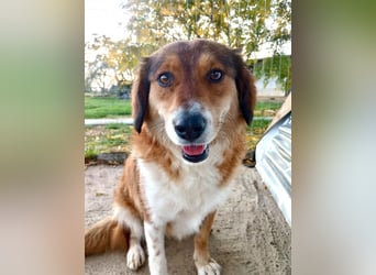 Annita – freundliche Fellnase sucht ihr Glück