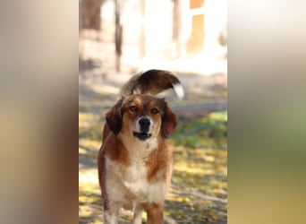 Annita – freundliche Fellnase sucht ihr Glück