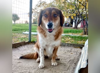 Annita – freundliche Fellnase sucht ihr Glück