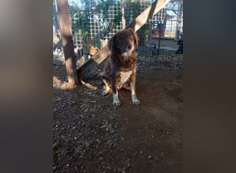 Moka - ruhiger Kokonimix sucht Zuhause