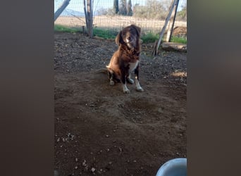 Moka - ruhiger Kokonimix sucht Zuhause