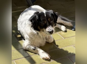 Nelly: sucht ein Zuhause / eine Pflegestelle