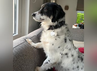 Nelly: sucht ein Zuhause / eine Pflegestelle