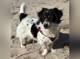 Nelly: sucht ein Zuhause / eine Pflegestelle