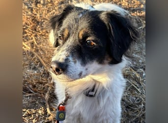 Nelly: sucht ein Zuhause / eine Pflegestelle