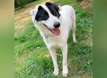 Nelly: sucht ein Zuhause / eine Pflegestelle