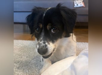 Nelly: sucht ein Zuhause / eine Pflegestelle