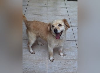 Bubu F - kleine Maus sucht ihr Glück