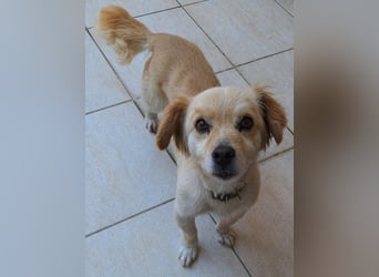 Bubu F - kleine Maus sucht ihr Glück