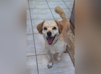 Bubu F - kleine Maus sucht ihr Glück