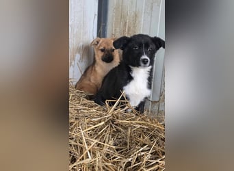 Mary - zuckersüße Welpenmaus