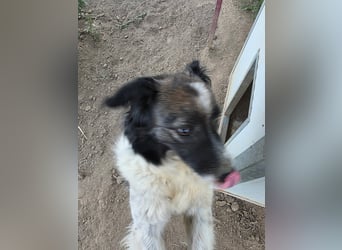 Romeo - verlassen und vergessen