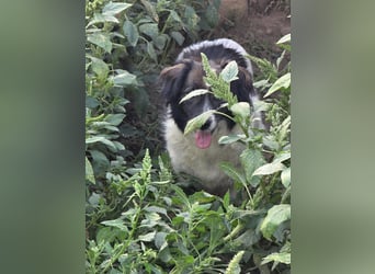 Romeo - verlassen und vergessen
