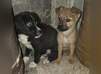 Mary - zuckersüße Welpenmaus