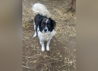 Romeo - verlassen und vergessen