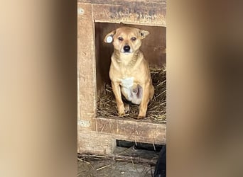 Milka - klein, lieb, verträglich