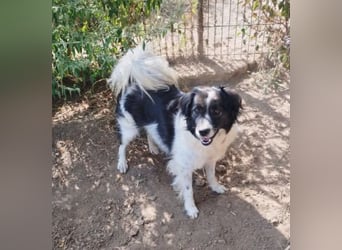 Romeo - verlassen und vergessen