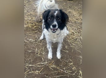 Romeo - verlassen und vergessen