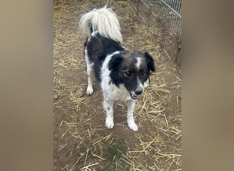 Romeo - verlassen und vergessen