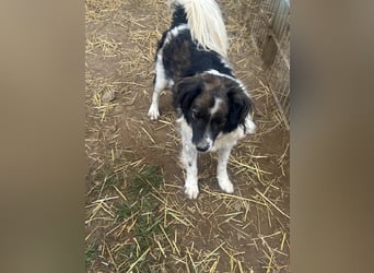 Romeo - verlassen und vergessen