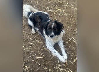 Romeo - verlassen und vergessen