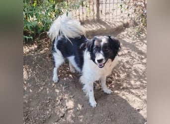 Romeo - verlassen und vergessen