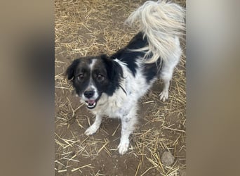 Romeo - verlassen und vergessen