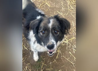 Romeo - verlassen und vergessen