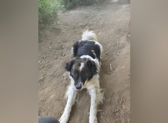 Romeo - verlassen und vergessen