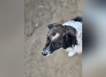 Romeo - verlassen und vergessen